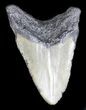Bargain, Megalodon Tooth - North Carolina #36259-2